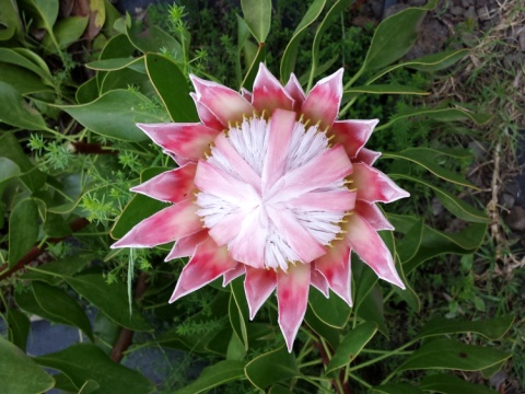 Protea